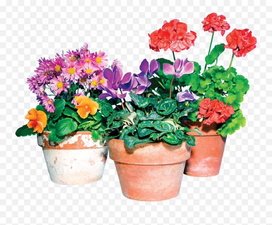 Hawaiian Earth Products - Potted Flower Plant Png,Potting Soils Icon
