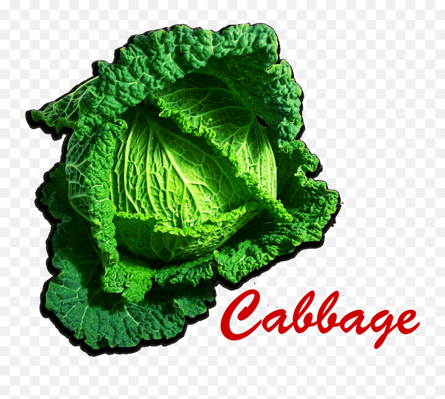 Cabbage Png Picture - Portable Network Graphics,Cabbage Png