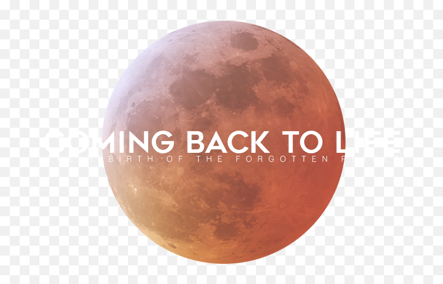 Coming Back To Life U2014 Jpag - Sphere Png,Red Moon Png