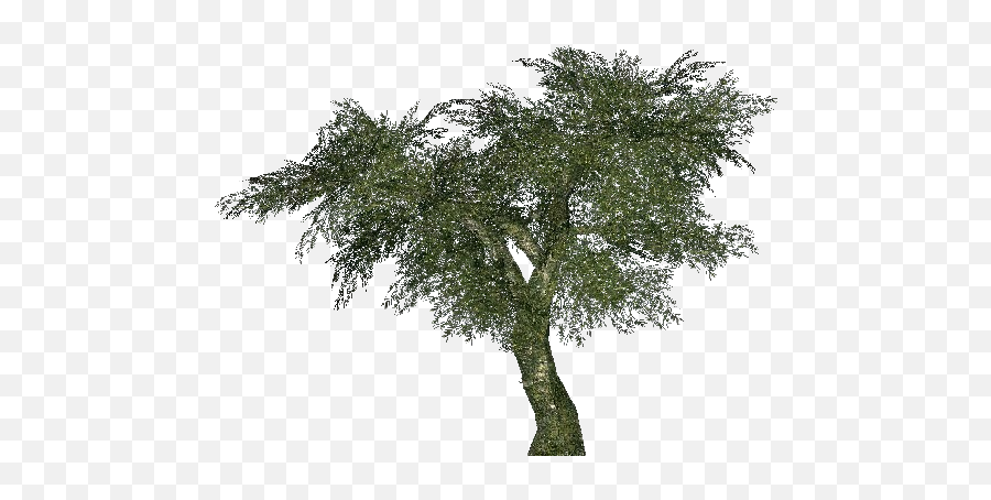 3d Trees - Olive 02 Acca Software Ulivo Png,Olive Tree Png