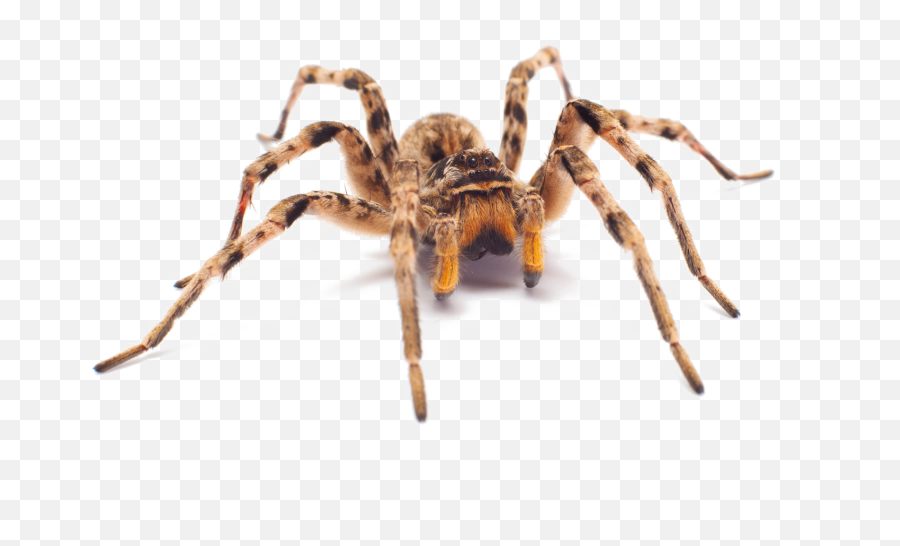 Png Image With Transparent Background - Realistic Spider Transparent Background,Spider Transparent