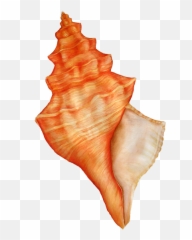 Download Concha Do Mar Em Png - Seashell Watercolour,Concha Png