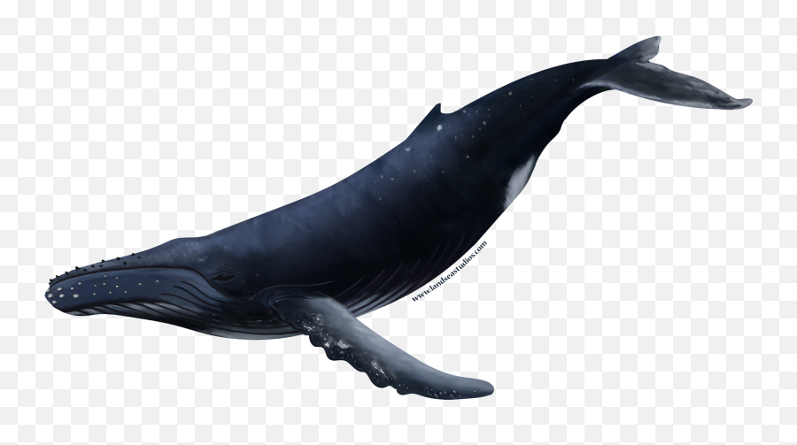 Humpback Whale Sticker - Humpback Whale Png,Humpback Whale Png