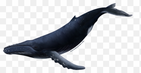 Humpback Whale Sticker - Humpback Whale Png,Humpback Whale Png