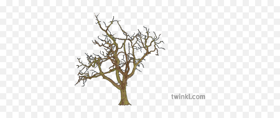 Bare Tree Foliage Winter Mps Ks2 Illustration - Twinkl Pond Pine Png,Bare Tree Png