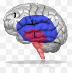 Allied Pixels Psychological Marketing - Auxilios Psicologicos En Crisis Png,Brains Png