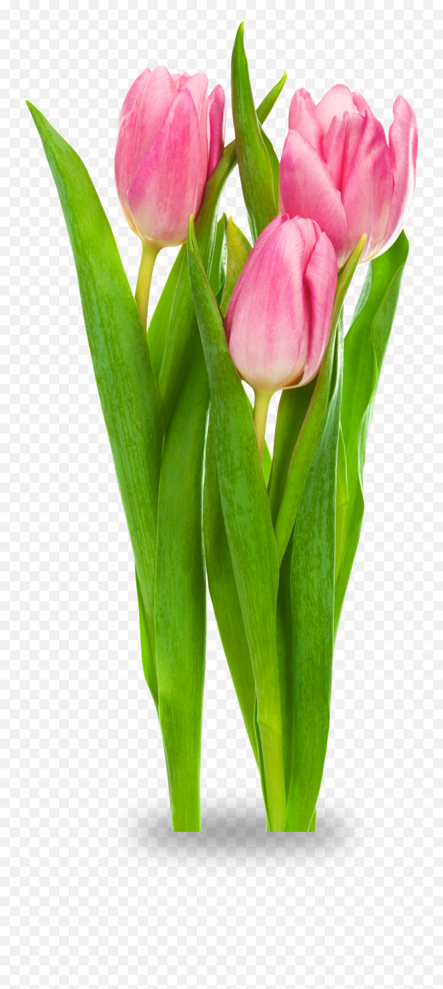 Indira Gandhi Memorial Tulip Garden Tulipa Gesneriana Flower - Transparent Tulips Flower Png,Tulip Png