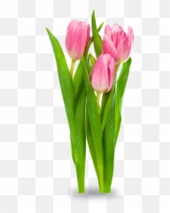 Indira Gandhi Memorial Tulip Garden Tulipa Gesneriana Flower - Transparent Tulips Flower Png,Tulip Png