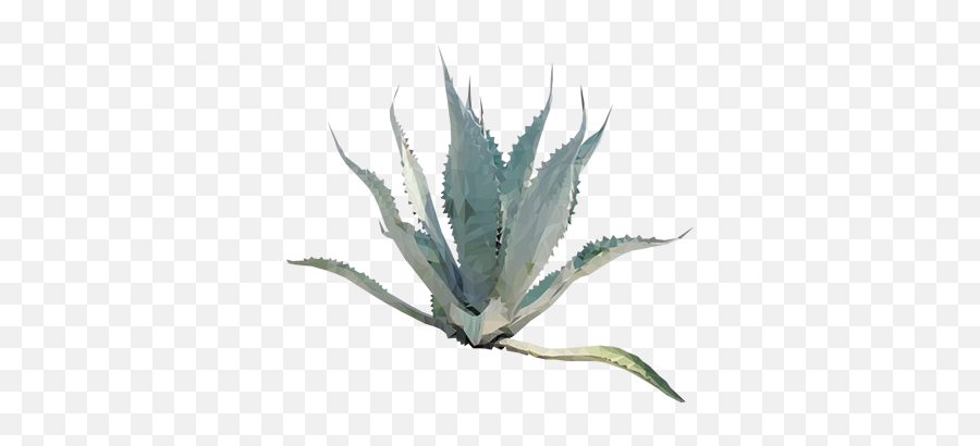 Download Free Png Agave Plant Sticker - Plants,Agave Png