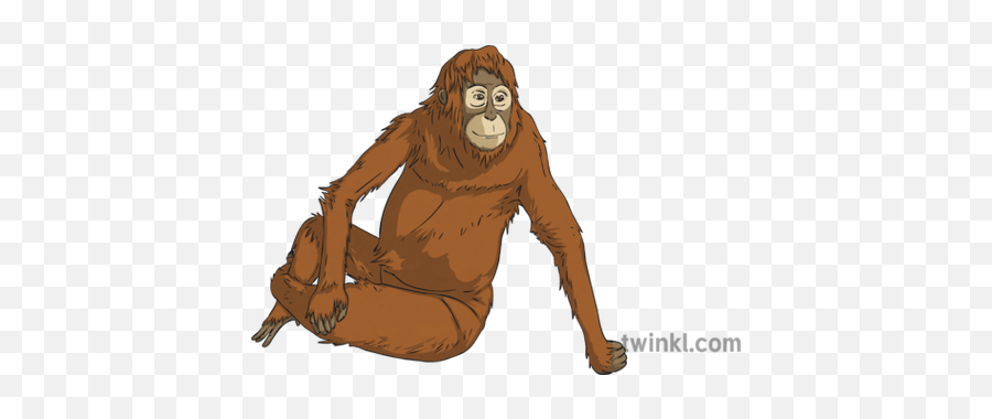 029051 Orangutan Primate Monkey Relax Pose Exercise Yoga - Monkey Png,Orangutan Png