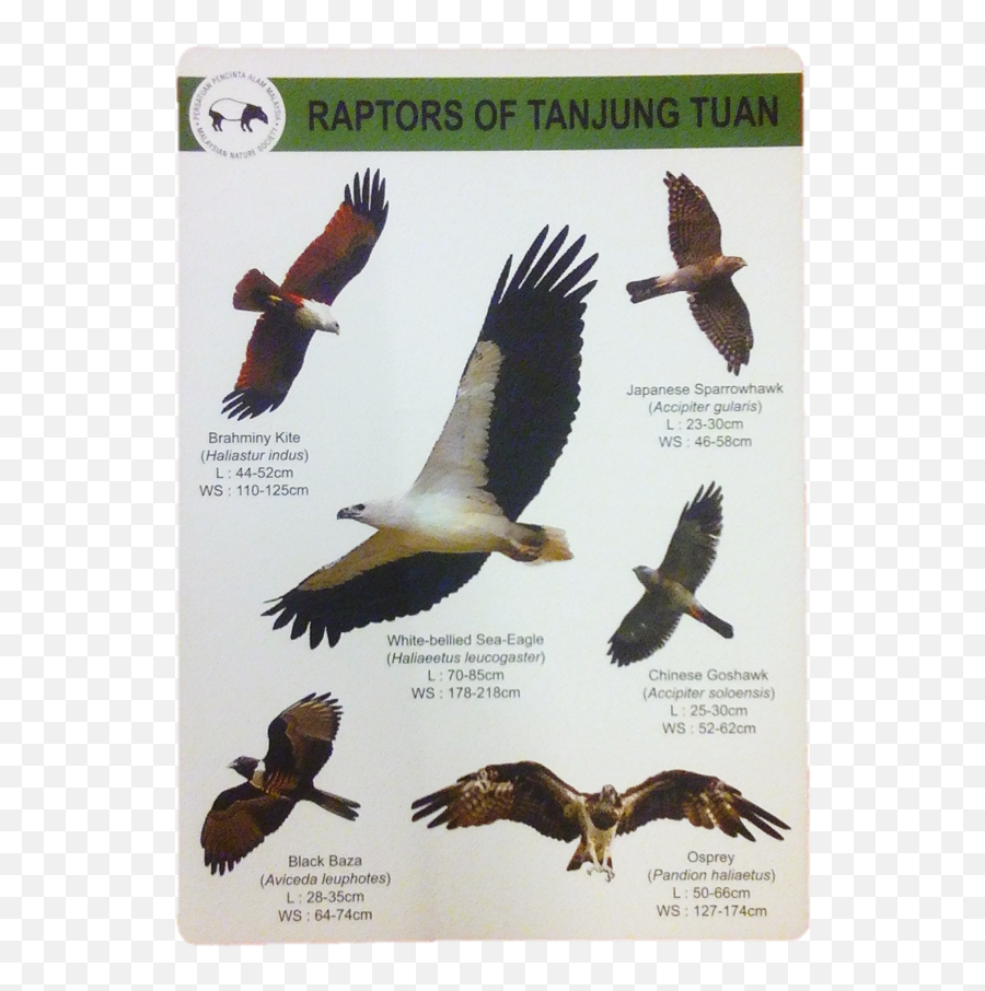 Raptors Identification Guide - Raptor Watch Tanjung Tuan Png,Raptors Png