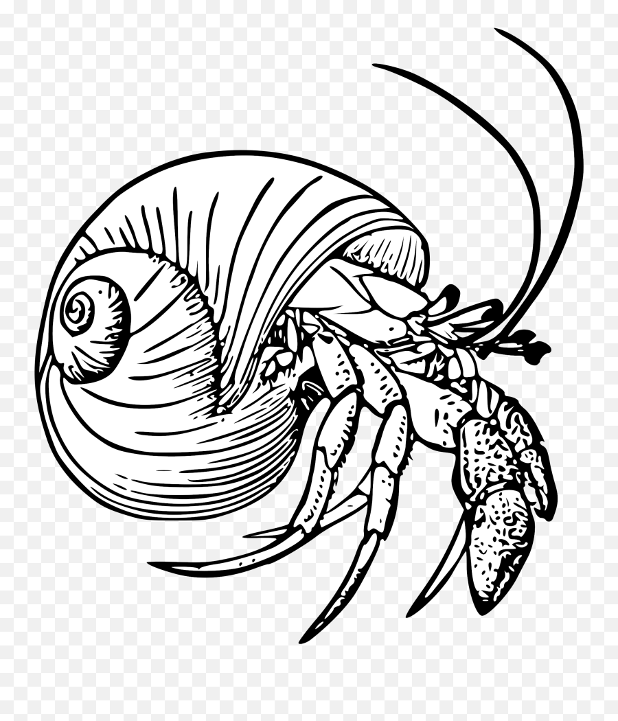 White Stock Drawing Crabs Hermit - Hermit Crab Coloring Page Png,Crabs Png