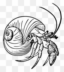 White Stock Drawing Crabs Hermit - Hermit Crab Coloring Page Png,Crabs Png