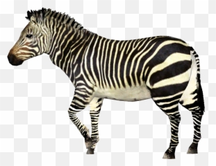 Mountain Zebra Png Transparent - Mountain Zebra Png,Zebra Png