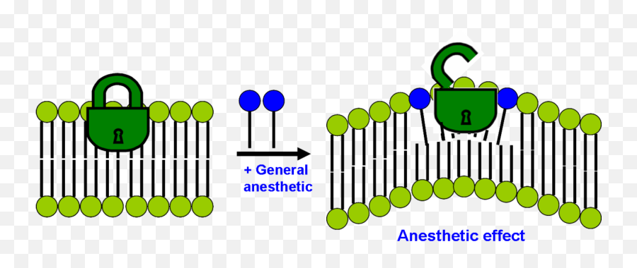 Modern Lipid Hypothesis Of - General Anesthetics Mechanism Of Action Png,Modern Png