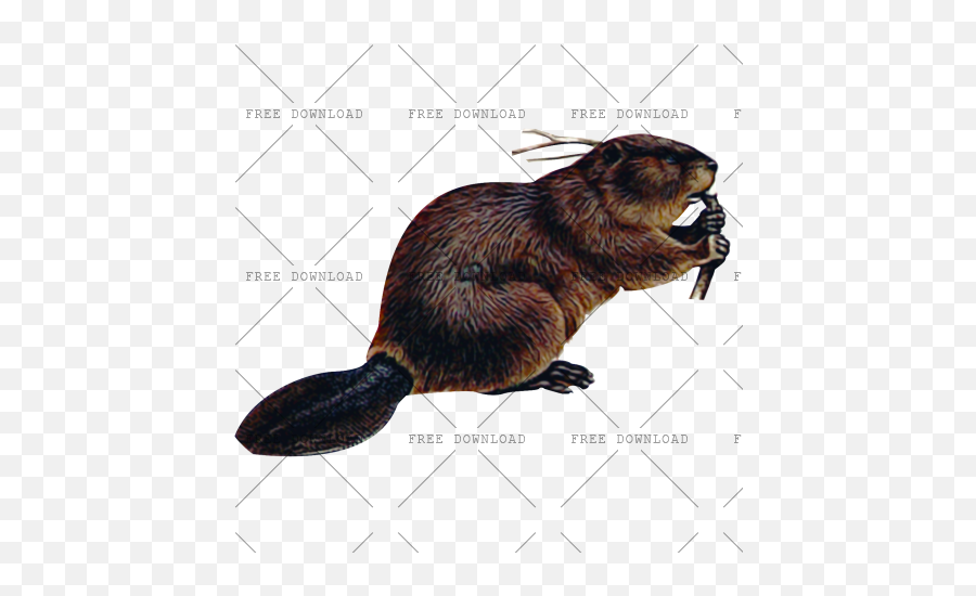 Png Image With Transparent Background - Beaver Png,Rat Transparent