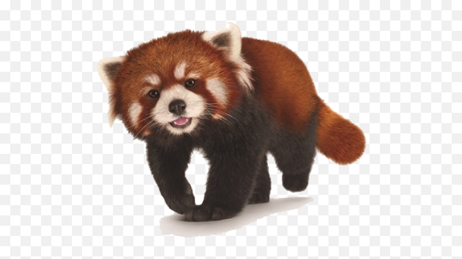 Red Cross Png Transparent Crosspng Images Pluspng - Transparent Background Red Panda Png,Raccoon Transparent Background