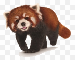 Red Cross Png Transparent Crosspng Images Pluspng - Transparent Background Red Panda Png,Raccoon Transparent Background