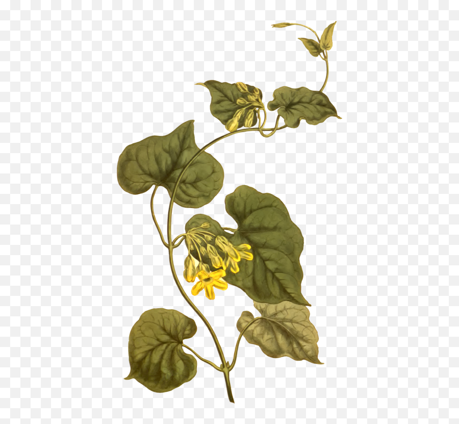 Plant Flora Leaf Png Clipart - Telosma Cordata Png,Plant Vector Png