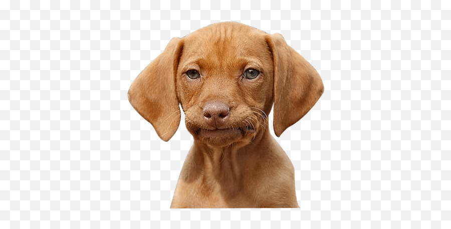 Cute Corgi Dog Transparent Png - Stickpng Vizsla Dog Meme,Cute Dog Png