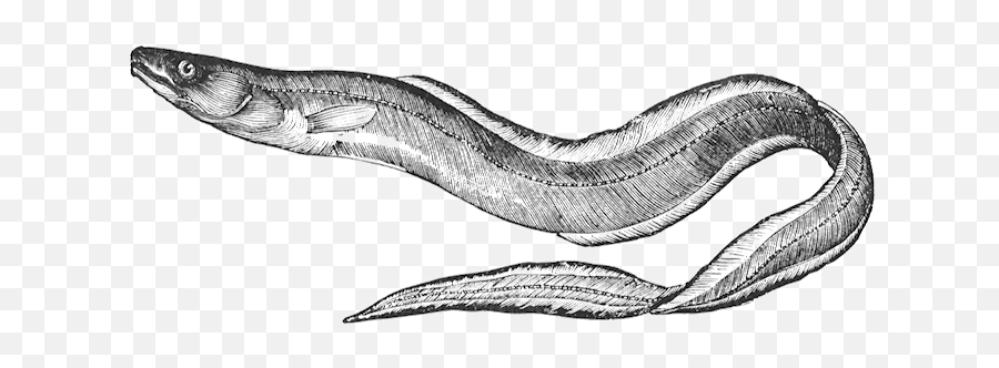 The Art Of Eel With Southold Historical Society - Realistic Eel Clipart Png,Eel Png