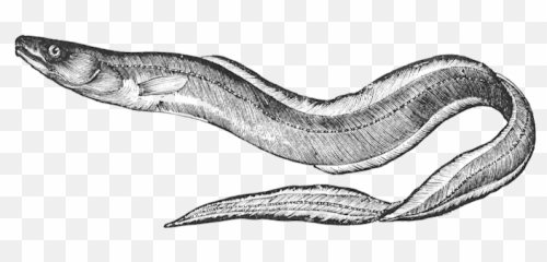 The Art Of Eel With Southold Historical Society - Realistic Eel Clipart Png,Eel Png