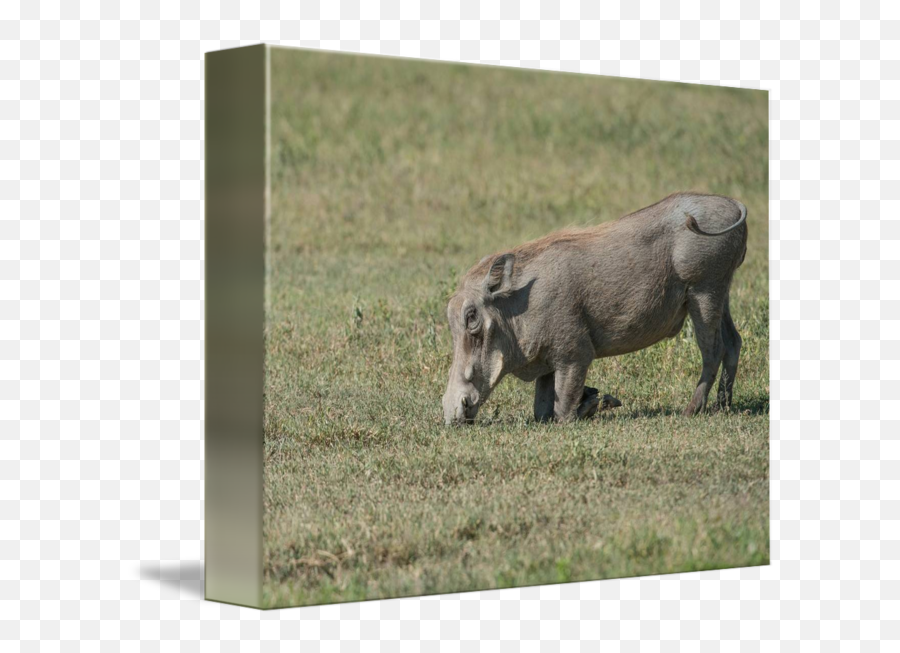 Kneeling Warthog By Betty Sederquist - Picture Frame Png,Warthog Png