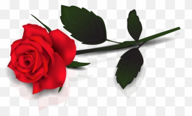 Rose Clipart Hd - Single Red png