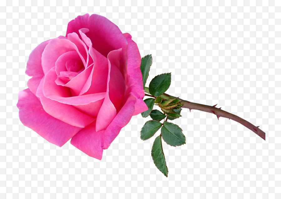 Flower Pink Rose - Free Image On Pixabay Lovely Png,Stem Png