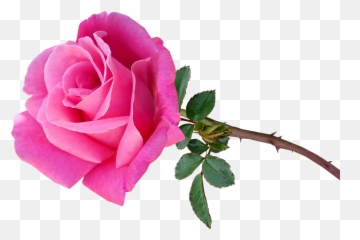 Flower Pink Rose - Free Image On Pixabay Lovely Png,Stem Png