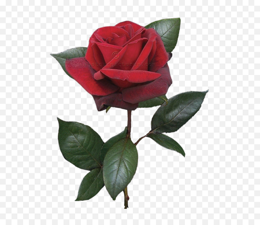 Free Images - Single Red Rose Bud Png,Real Rose Png