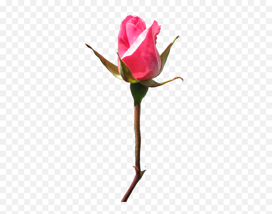 Download Hd Rose Clipart - Floribunda Png,Rose Clipart Transparent Background