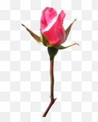 Download Hd Rose Clipart - Floribunda png
