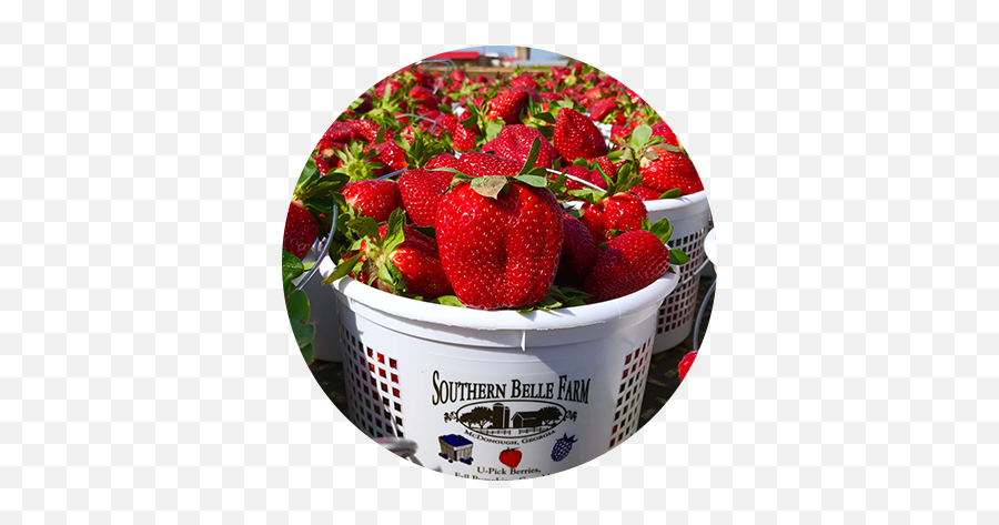Southern Belle Farm Is An Historic 330 - Strawberry Southern Belle Farm Png,Belle Icon