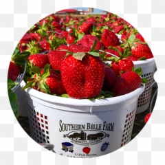 Southern Belle Farm Is An Historic 330 - Strawberry Southern Belle Farm Png,Belle Icon