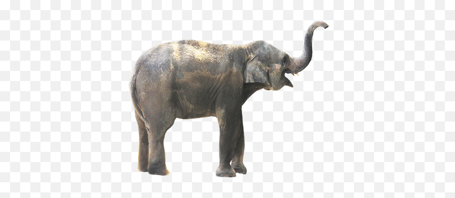 Small Animal Elephant Png - Elephant Png Photos Download,Elephant Png