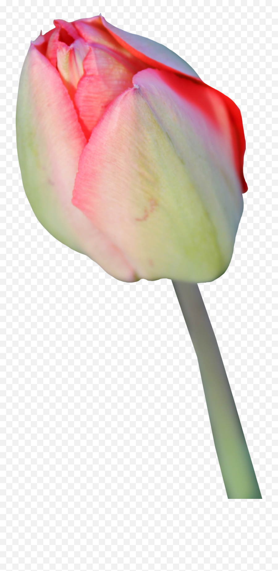 Tulip Transparent Background - Tulips In Transparent Background Png,Tulip Transparent