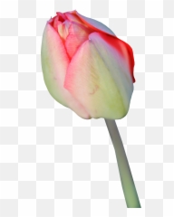 Tulip Transparent Background - Tulips In png
