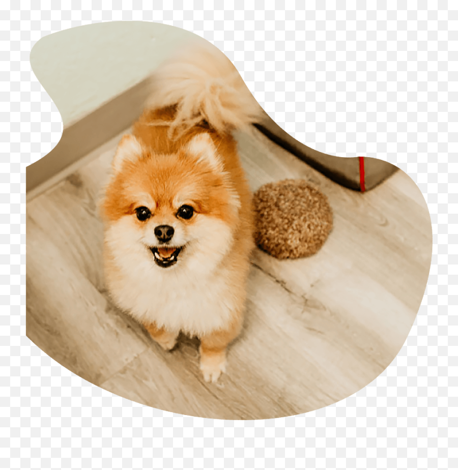 Pet Boarding Services Happy Pets - Dog Supply Png,Happy Sad Dog Png Icon