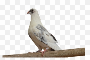 Png Paloma White Dove - Dove On Branch Png,Paloma Png