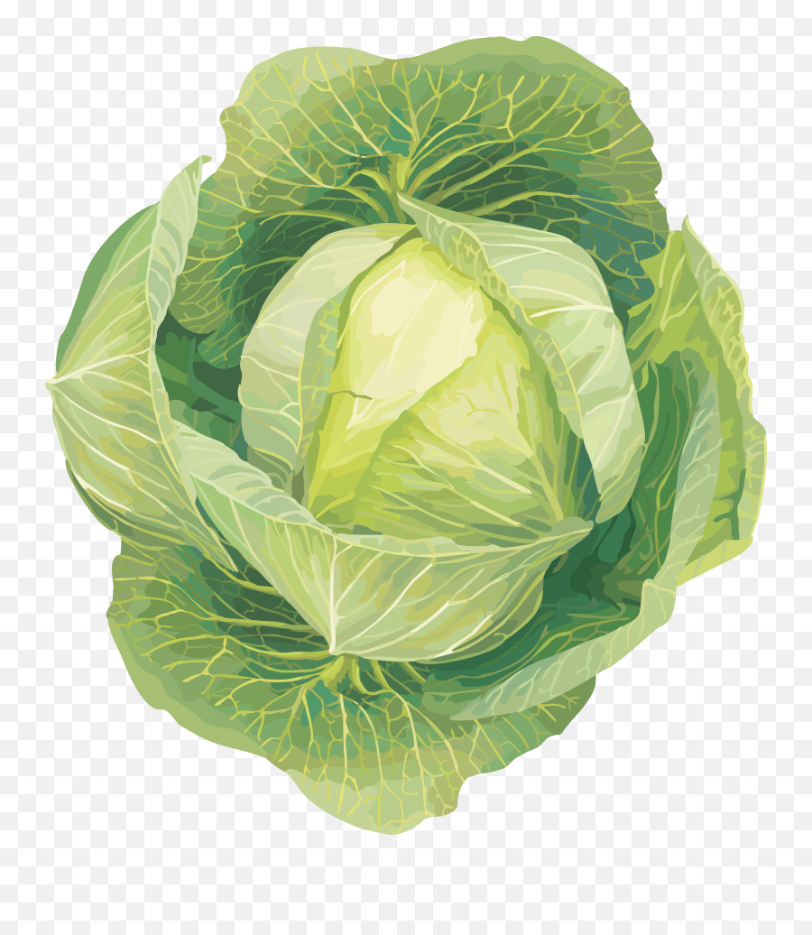 Download Free Png Cabbage Image - Vegetables Clip Art,Cabbage Png