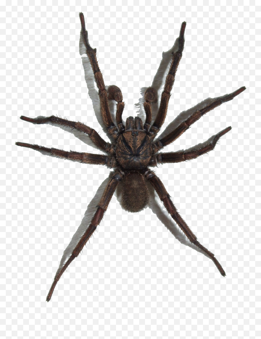 Brown Trapdoor Spider Transparent - Spider Png,Spider Transparent