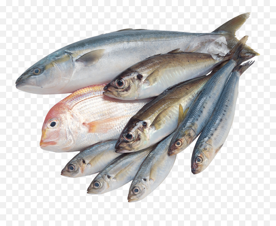 Png Photo Transparent Free Download - Transparent Fresh Fish Png,Fish Png