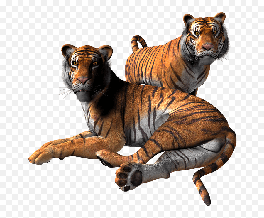 Tigre Sticker - Imagenes Png De Animales,Tigre Png