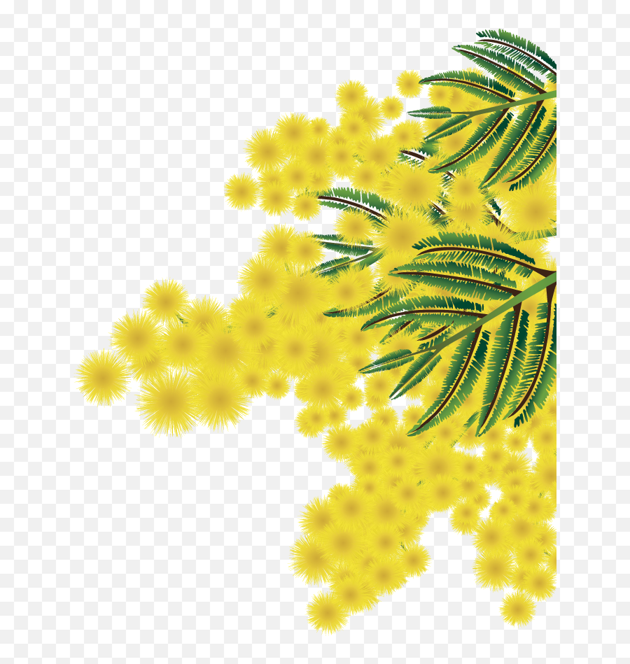 Albero Mimosa Png 5 Image - Mimosa Png,Mimosa Png