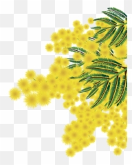 Albero Mimosa Png 5 Image - Mimosa Png,Mimosa Png