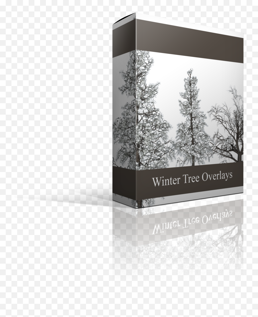Winter Tree Overlays - Spruce Png,Winter Tree Png