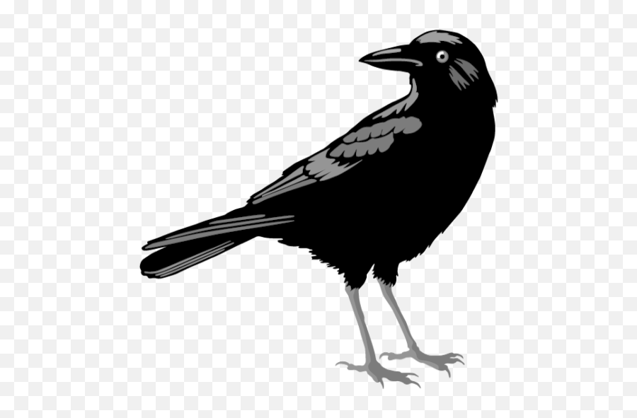 Crow Illustration U2013 Creative - Illustration Of A Crow Png,Crows Png