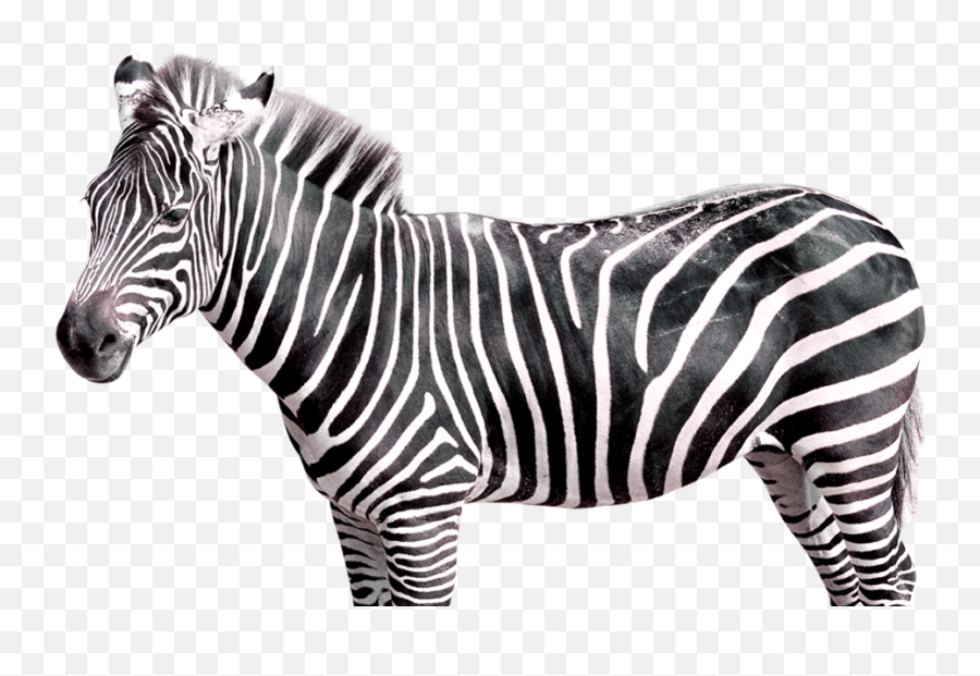 Realistic Zebra Transparent Free Png - Zebra Png,Zebra Transparent Background