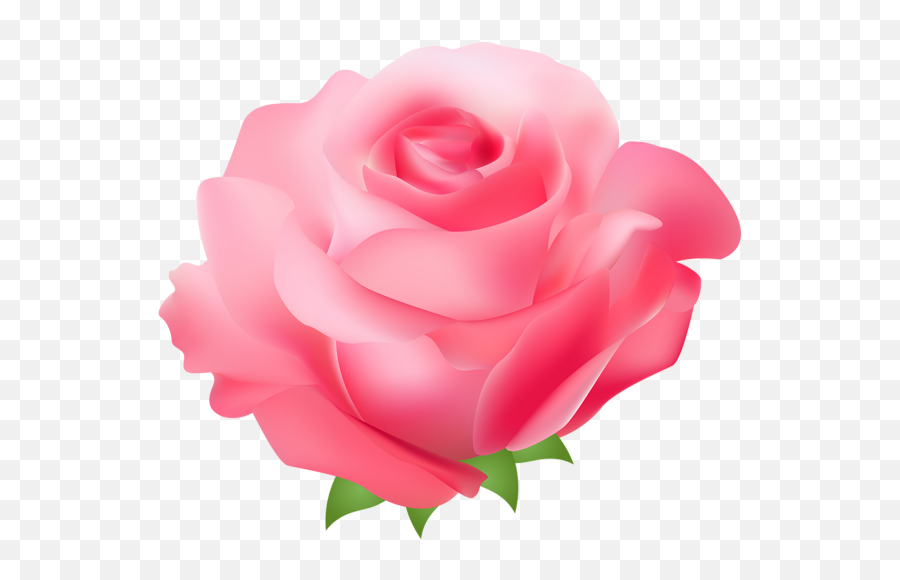 Rose Clipart Pink Picture - Feliz Dia Dela Mujer Png,Pink Roses Png